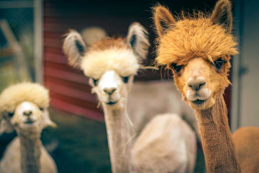 Hof "Cria Valley Alpacas"
